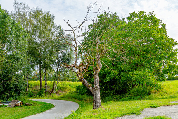 Thumbnail: _JA 40697 abgestorbener Apfelbaum.jpg